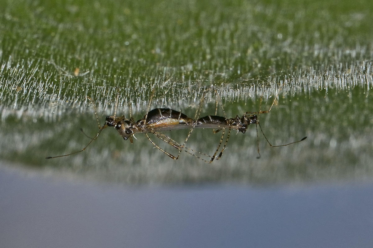 Berytidae: Gampsocoris culicinus